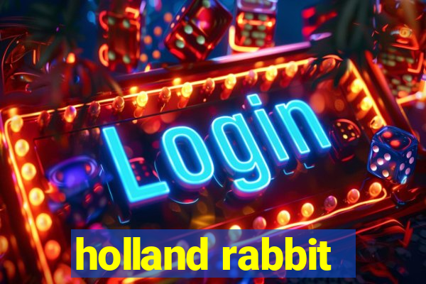 holland rabbit