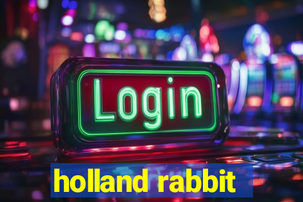 holland rabbit