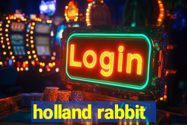 holland rabbit