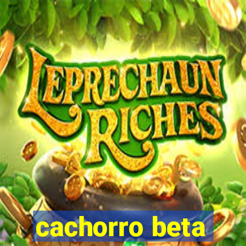 cachorro beta