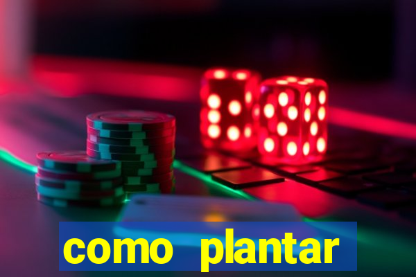 como plantar gergelim no vaso