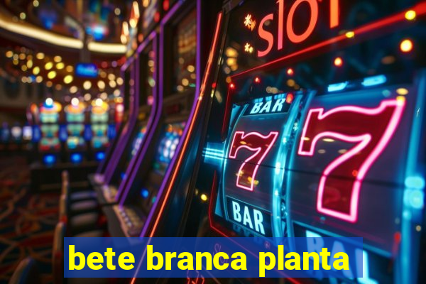 bete branca planta