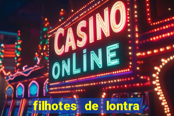 filhotes de lontra para vender