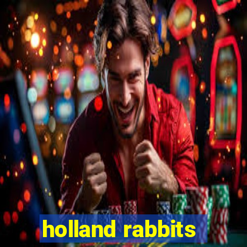 holland rabbits