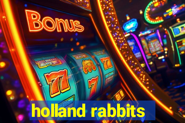 holland rabbits