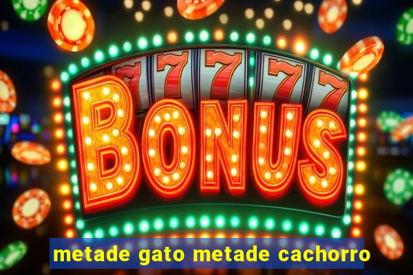 metade gato metade cachorro