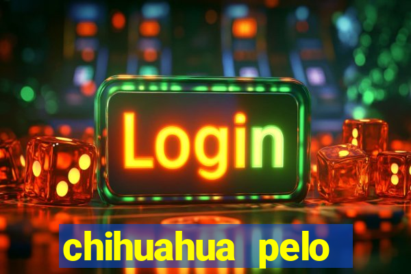 chihuahua pelo longo preço