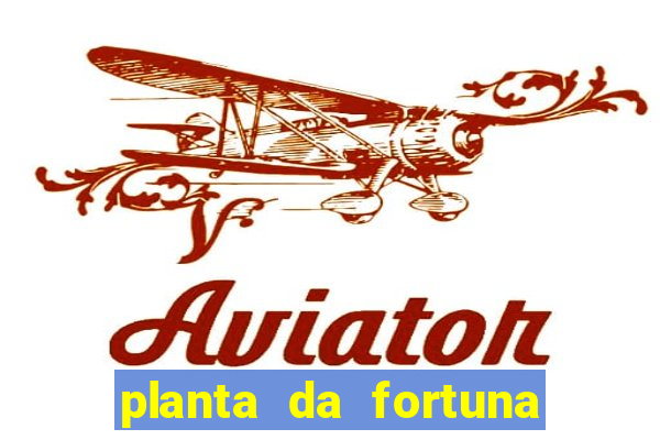 planta da fortuna como cuidar