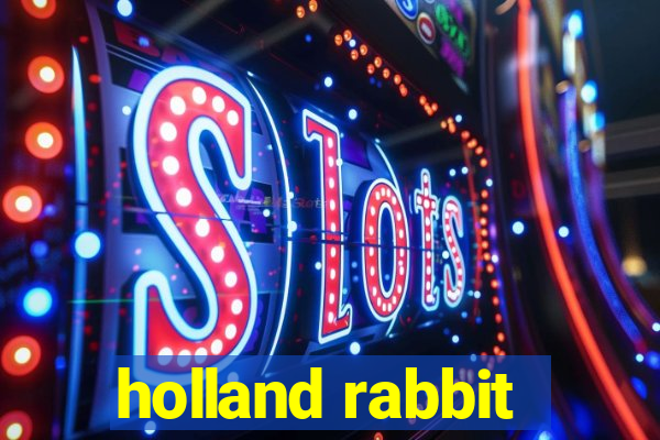 holland rabbit