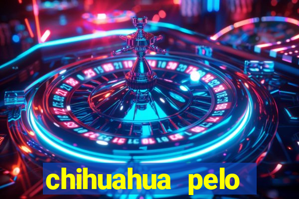 chihuahua pelo longo pre莽o