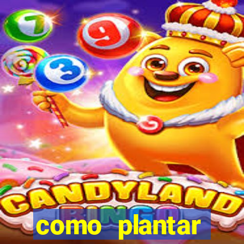 como plantar gergelim no vaso