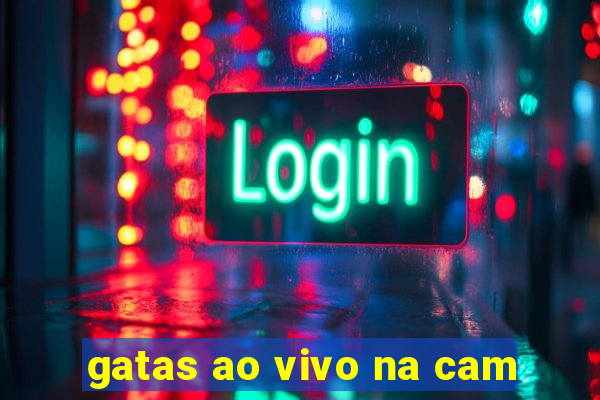 gatas ao vivo na cam