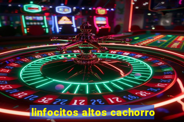 linfocitos altos cachorro