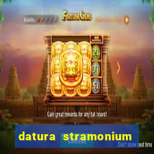 datura stramonium medicinal uses