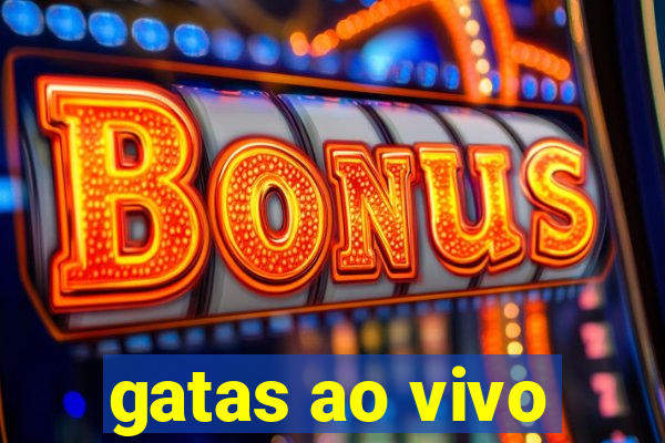 gatas ao vivo