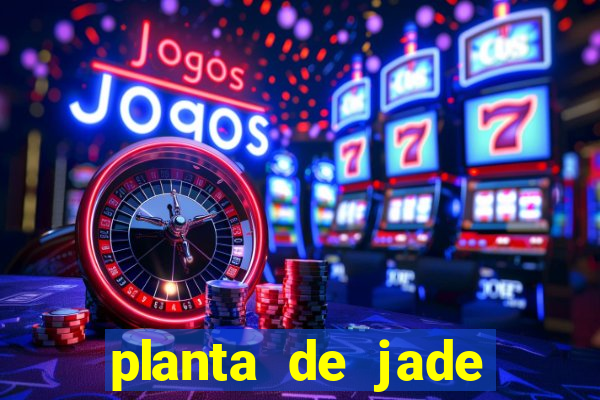 planta de jade significado espiritual