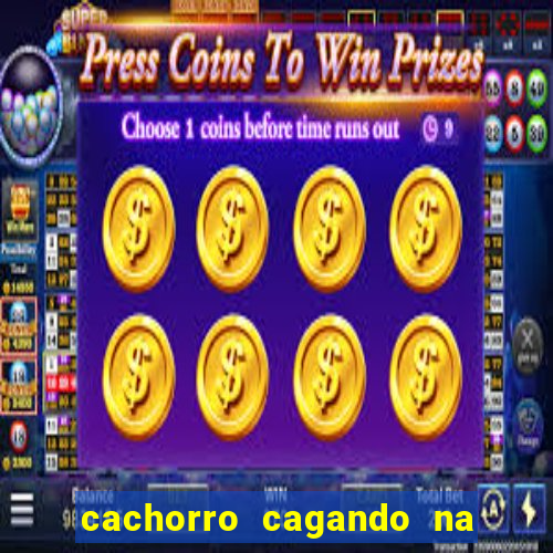 cachorro cagando na camisa do corinthians