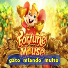 gato miando muito a noite o que fazer